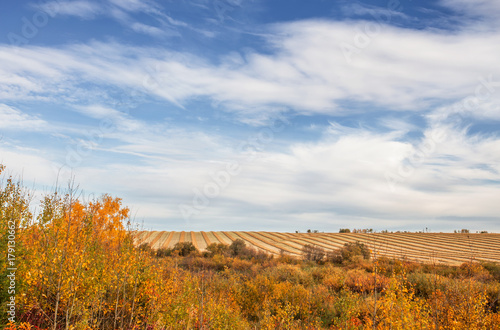 Εκτύπωση καμβά Rows of golden colored swaths of crop behind a colorful array of autumn foliage