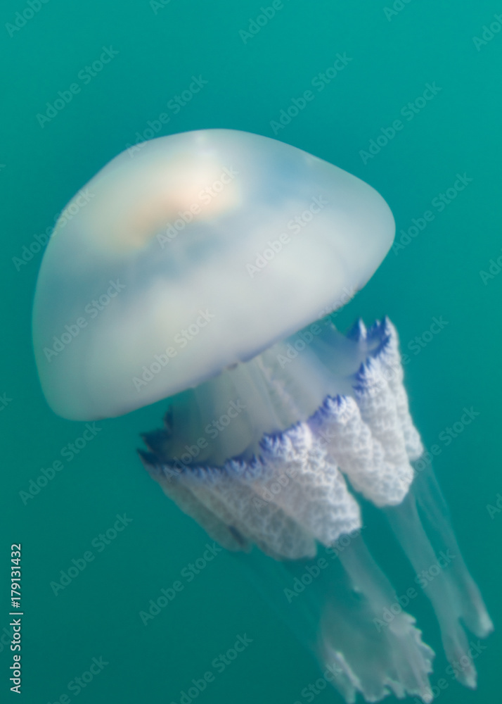 Jellyfish, Medusa - animals in the Mediterranean Sea, blau turquoise waters  in the Adriatic. Stock Photo | Adobe Stock
