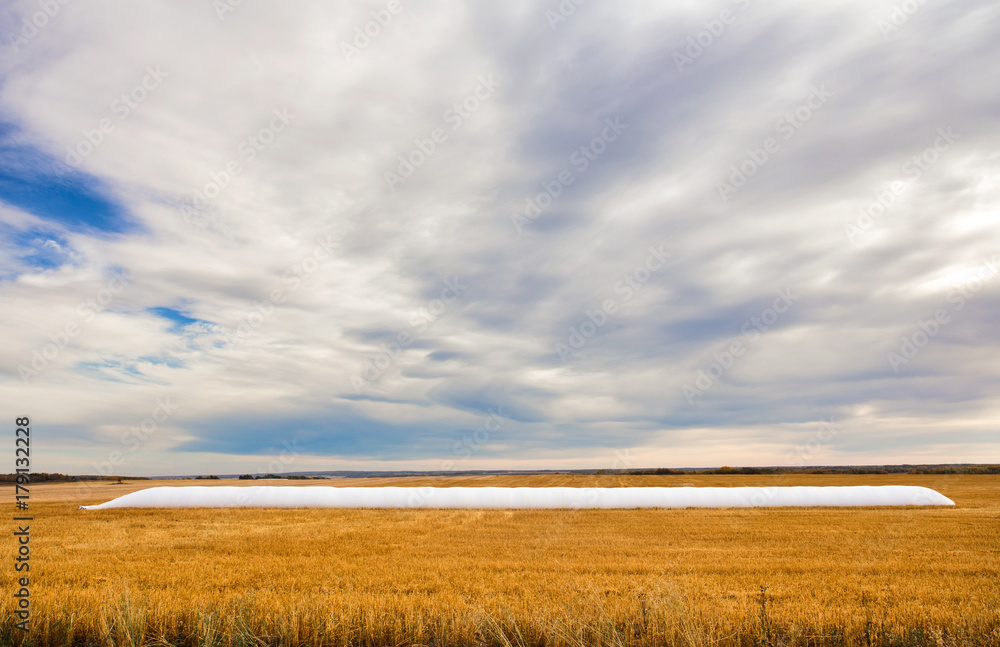 A full long white grain storage bag on a harvested gold colored field under a cloudy morning sky in a autumn prairie countryside landscape