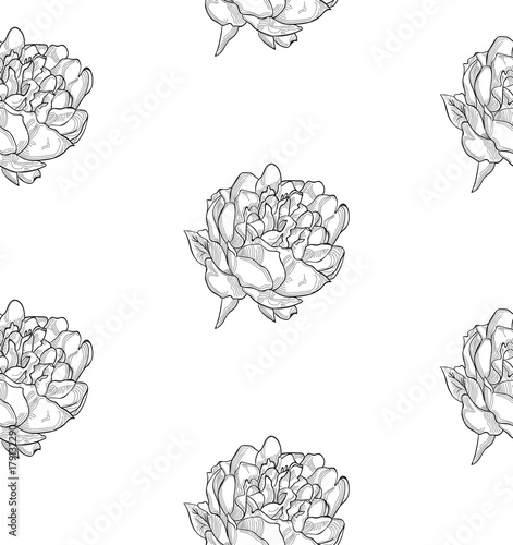 Vector Black Seamless Pattern with Drawn Flowers, Peony
