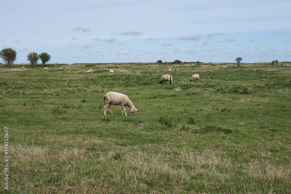Mouton dans un pré Mouton dans un pré