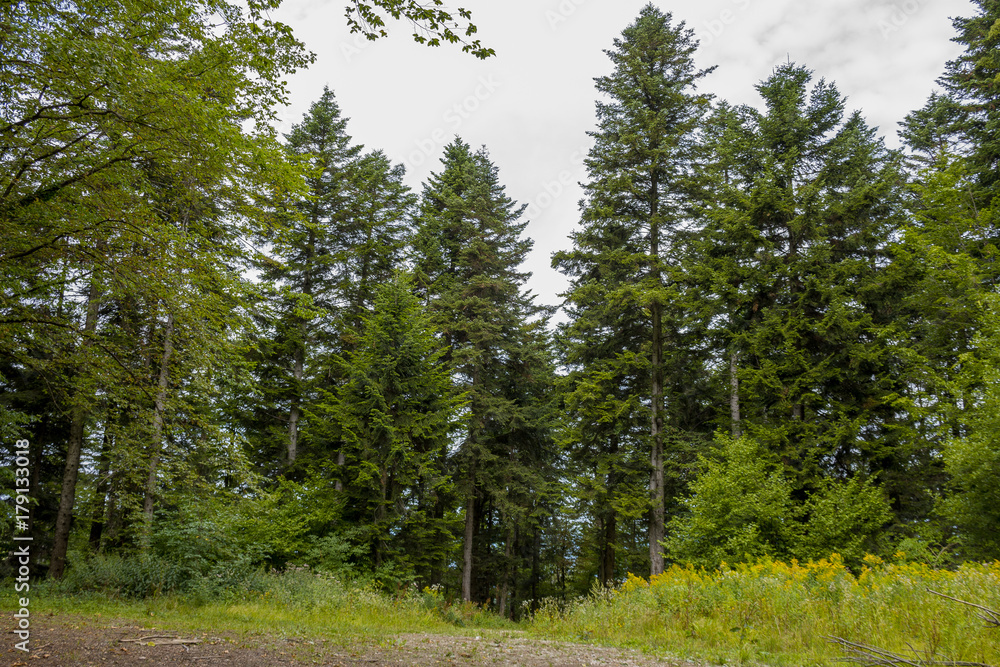forest landscape forest landscape