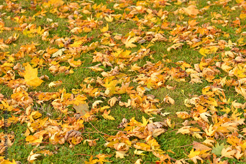 Autumn landscape. Carpet of fallen maple leaves