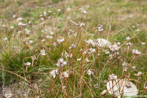 Fleurs sauvages