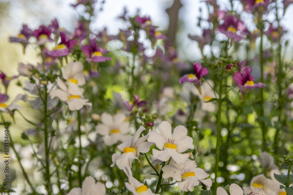 Obraz premium Nemesia strumosa ornamental flowers in bloom, white with yellow center