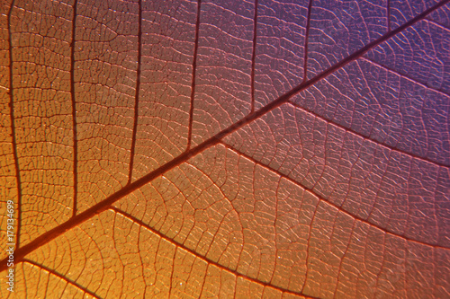 Texture of a skeleton leaf. Orange and purple color background. Artistic macro photo © katjabakurova