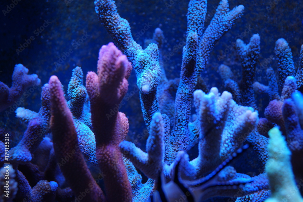 Fototapeta premium coralli, montipore