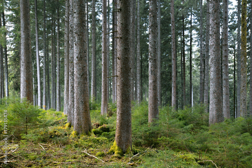 Amazing forest trees with amazing light. Amazing forest trees with amazing light.