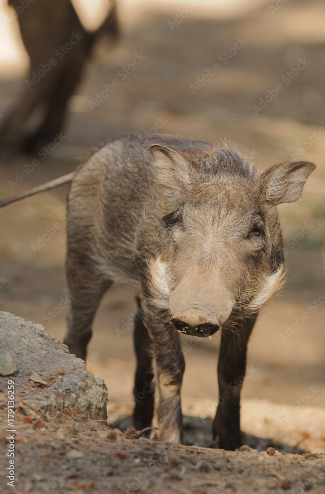 Closeup of a young African Warthog Closeup of a young African Warthog