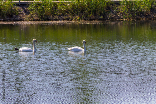 Pair of white swans floating on the lake