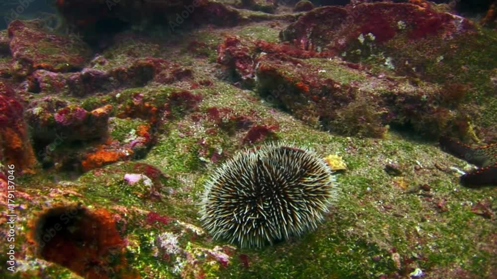 Black sea urchin on seabed of natural sea aquarium. Close up macro video. Amazing beautiful wildworld. Relax diving.