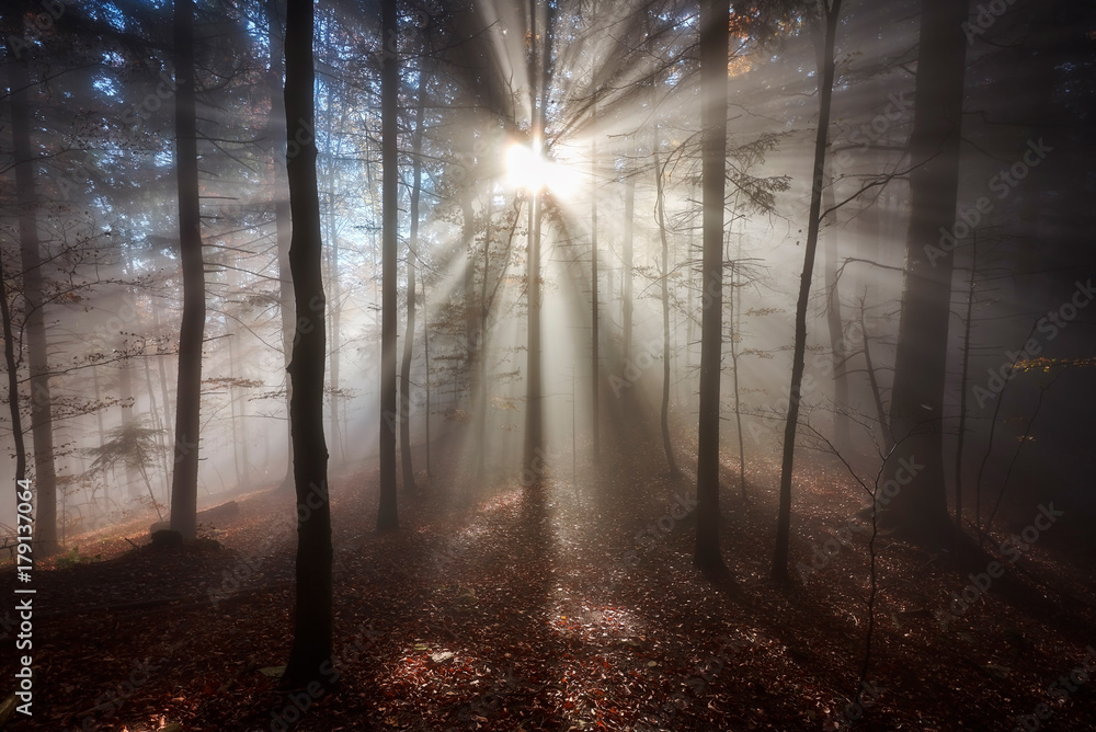 Rays of sunlight and forest autumn