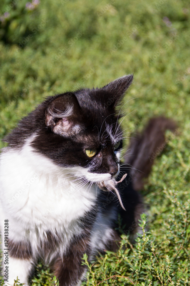 Cute cat caught a mouse and holds in teeth outdoor Cute cat caught a mouse and holds in teeth outdoor