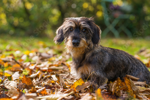 Fototapeta Naklejka Na Ścianę i Meble -  Dackelwelpe im Herbstlaub