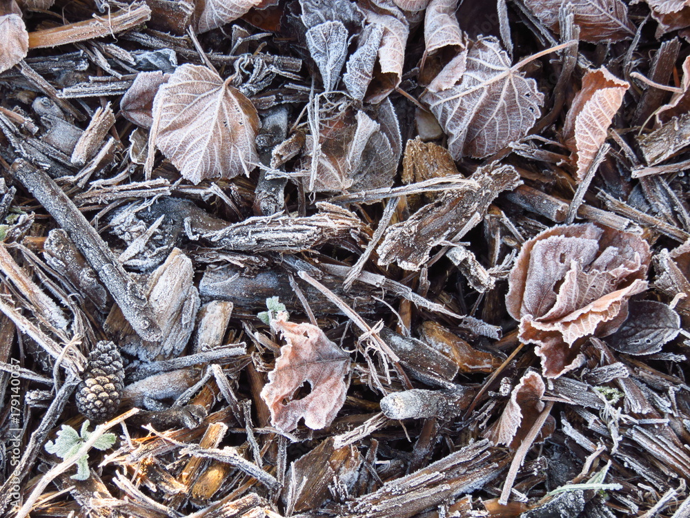 Feuilles mortes et morceaux de bois givrés au sol en automne Feuilles mortes et morceaux de bois givrés au sol en automne