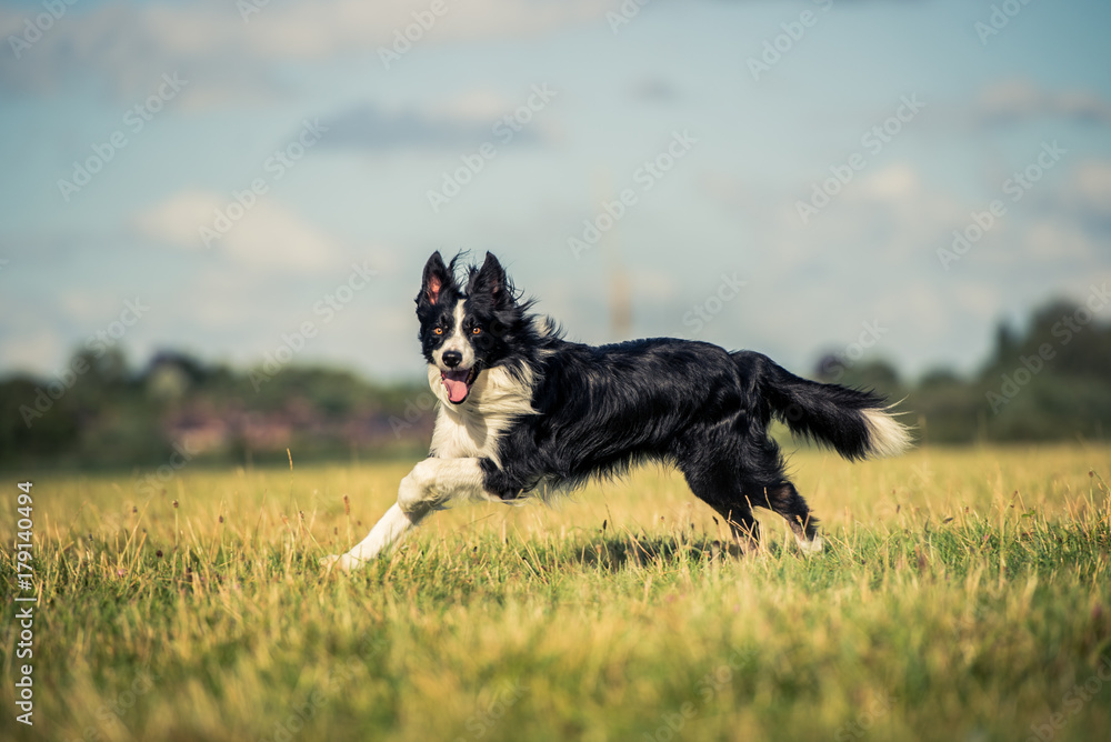 Running border collie in a field, Oxfordshire Running border collie in a field, Oxfordshire