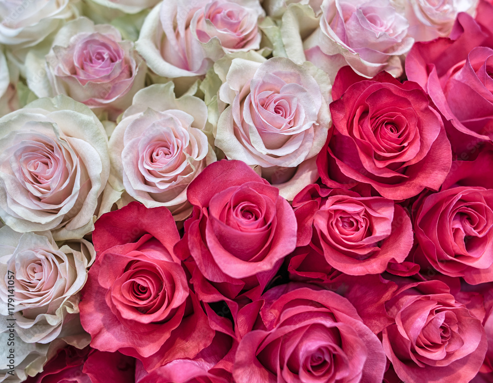 Beautiful background of roses. Red and pink buds in a large bouquet. Beautiful background of roses. Red and pink buds in a large bouquet.