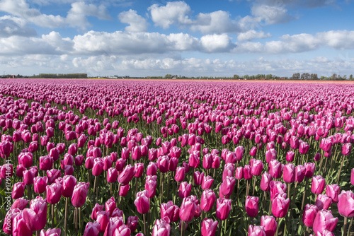 Wallpaper Mural Pink and white tulips and clouds in the sky, Yersekendam, Zeeland province, Netherlands Torontodigital.ca