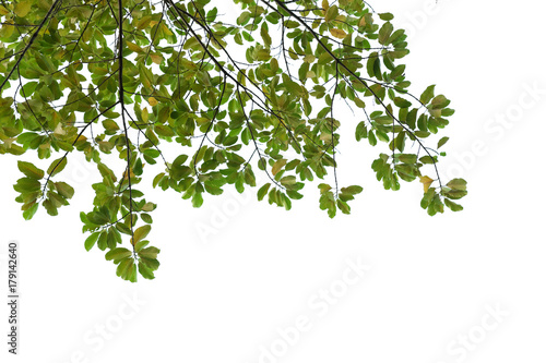 tree branch isolated