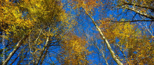 Goldener Herbst  Birkenwald