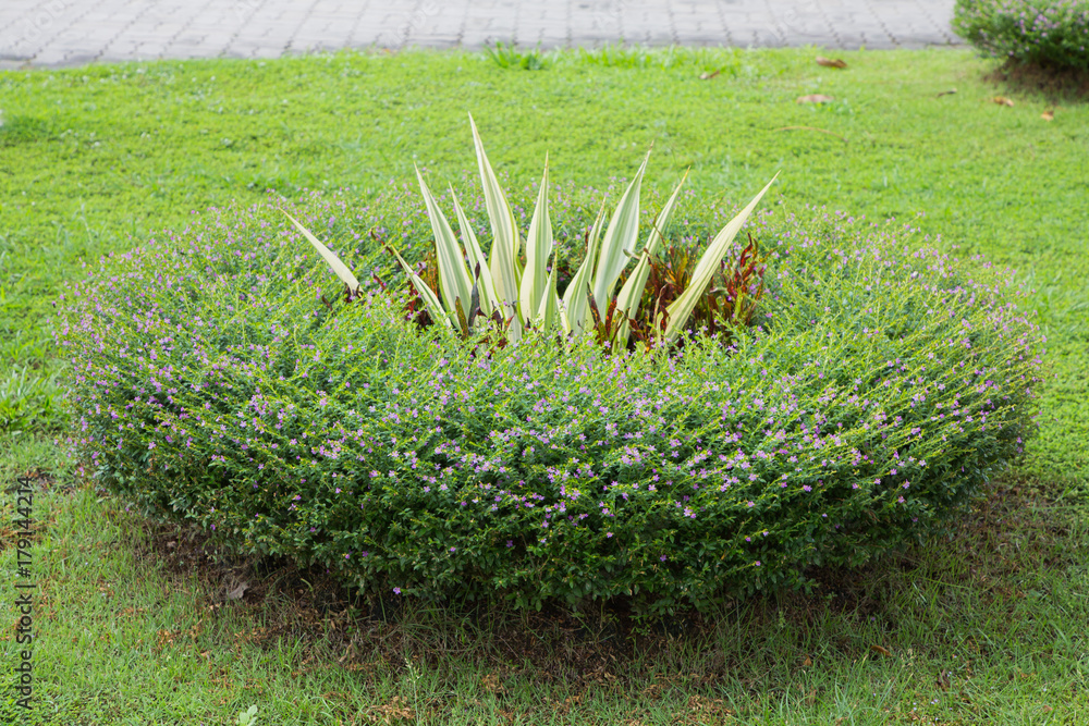 grass texture and background.