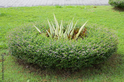 Obraz na płótnie grass texture and background.
w salonie