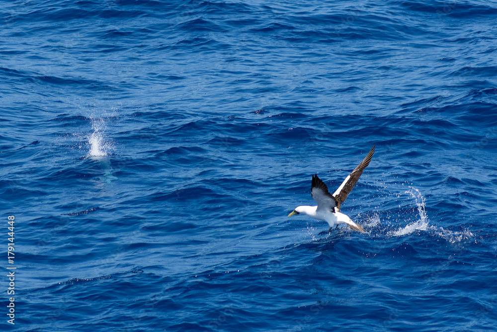 Fototapeta premium Sea birds hunting flying fish. Pacific, Mexican coast