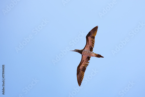 Sea bird gliding in blue sky
