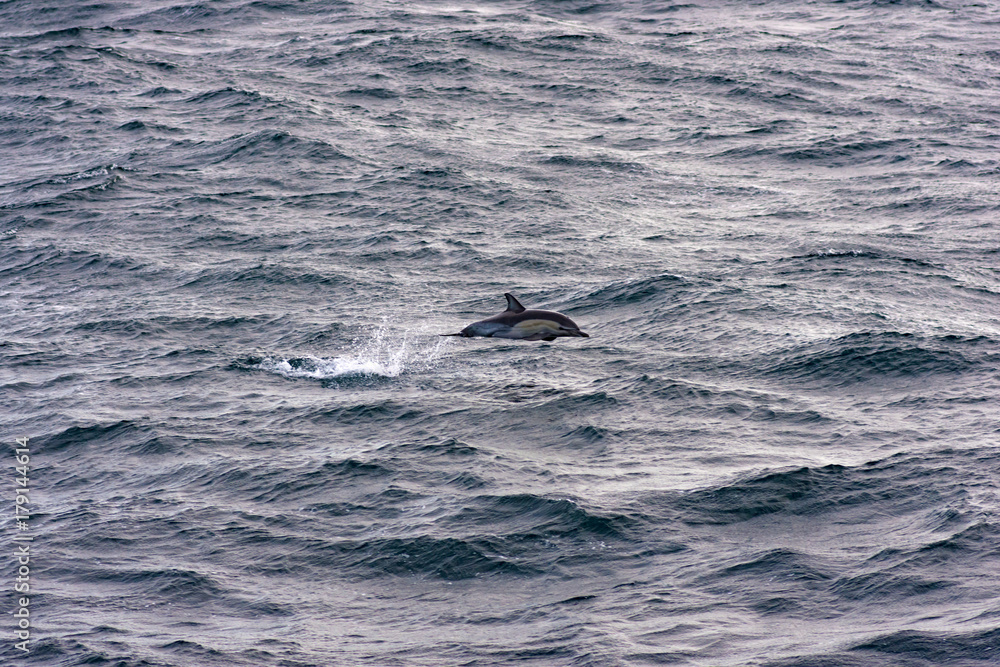 Fototapeta premium Dolphins in rough Pacific waves