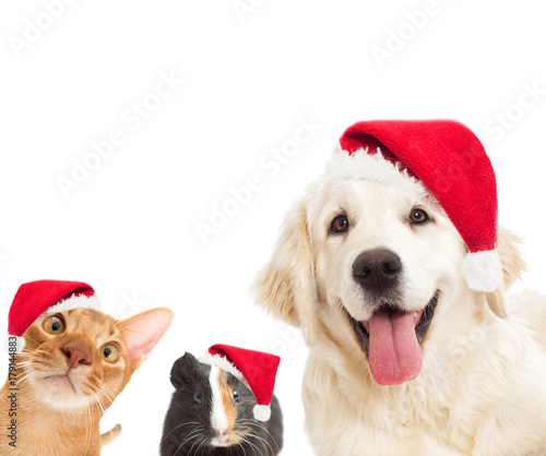 dog and cat and cavy looking in the New Year and Christmas hat © Happy monkey