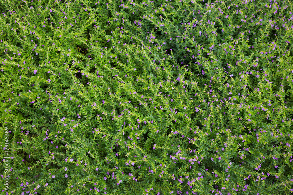 grass texture and background.