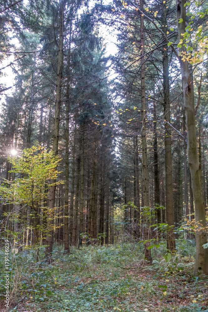 Obraz premium Sonnenstrahlen im Wald