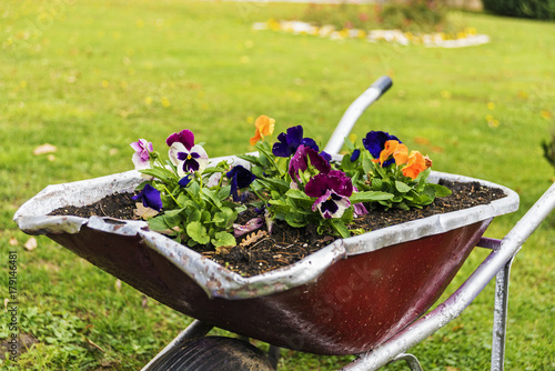 Fototapeta Naklejka Na Ścianę i Meble -  flowers in metal trolleys