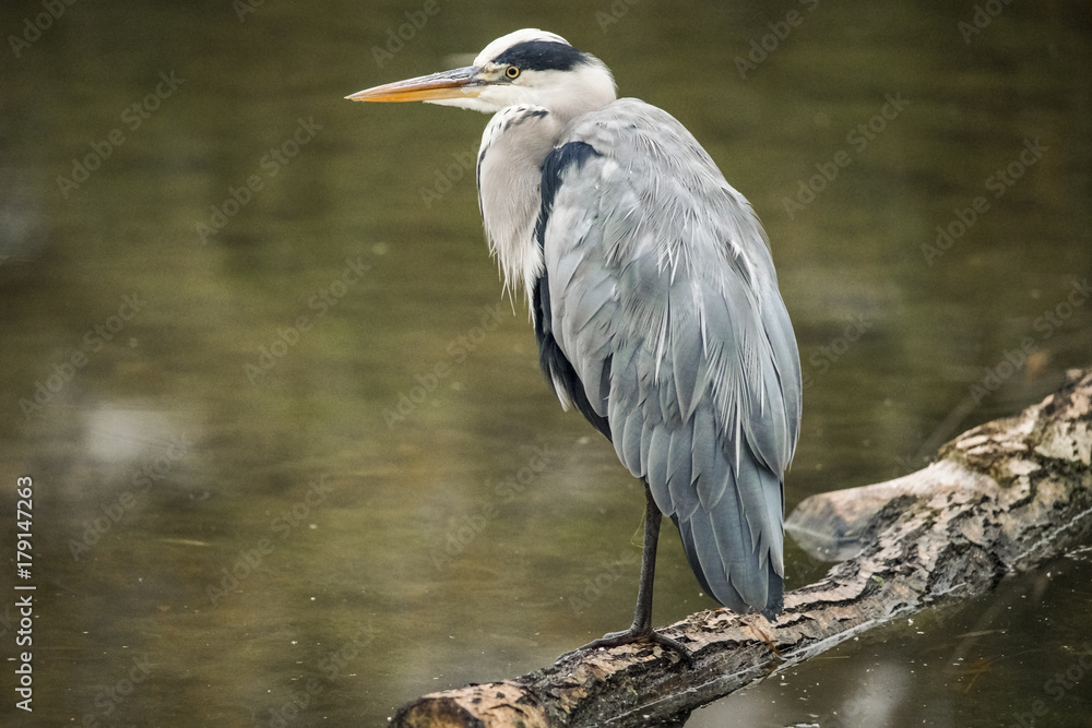 Fototapeta premium Heron