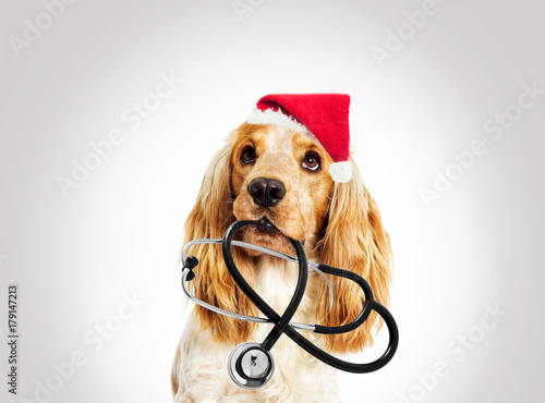 portrait vet dog spaniel in the New Year and Christmas hat on a gray background