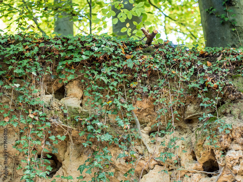 Tierbau am Hohlweg