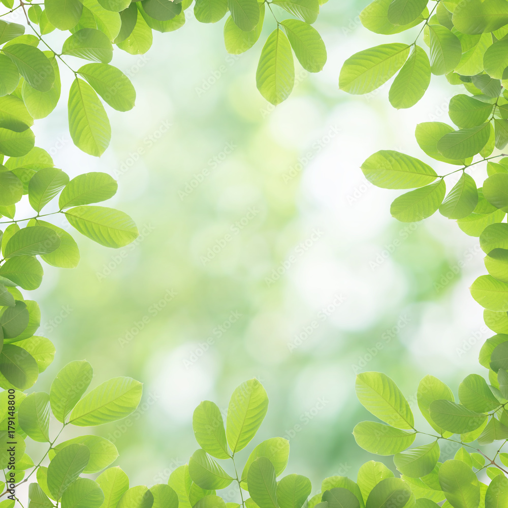 Misty morning in the tropical forest, Abstract palm leaves and natural backgrounds.