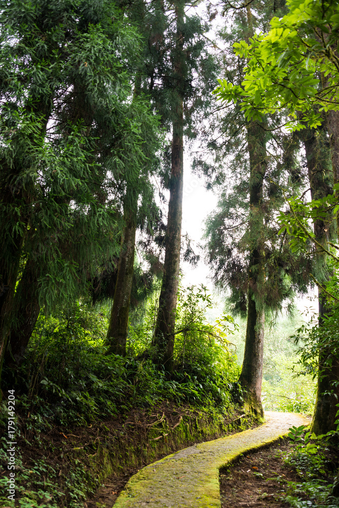 Fototapeta premium Hiking in forest