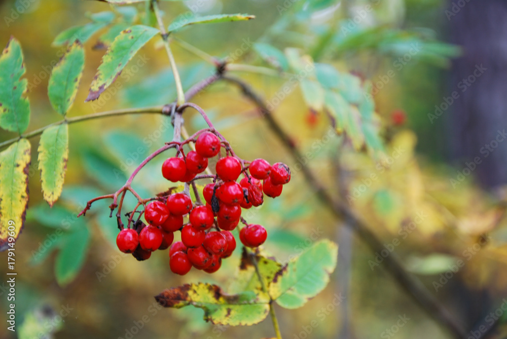 Ripe rowan berries on a twig