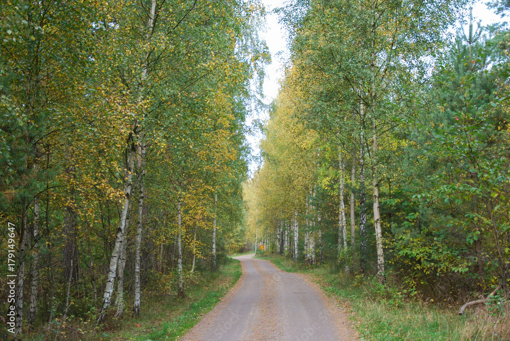 Gravel road through a birch tree forest