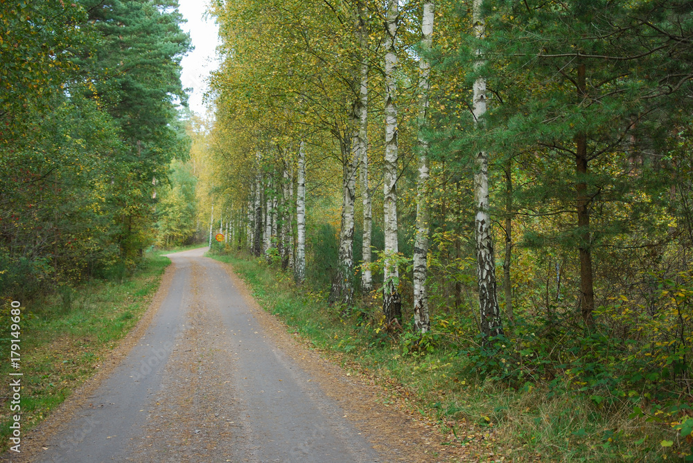 Naklejka premium Fall season colored dirt road