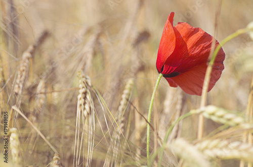 Fototapeta Naklejka Na Ścianę i Meble -  poppy and whea