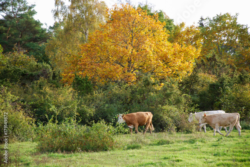 Cattle in a fall colored landscape © Birgitta