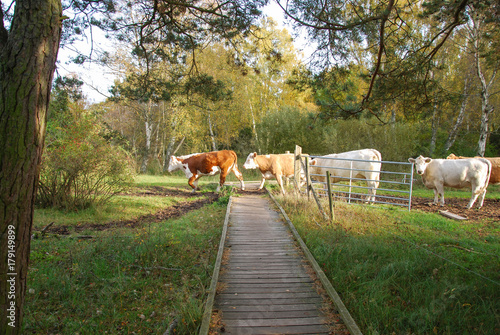 Cattle crossing a wooden footbridge