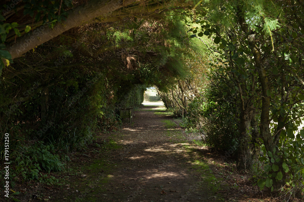 Chemin forestier