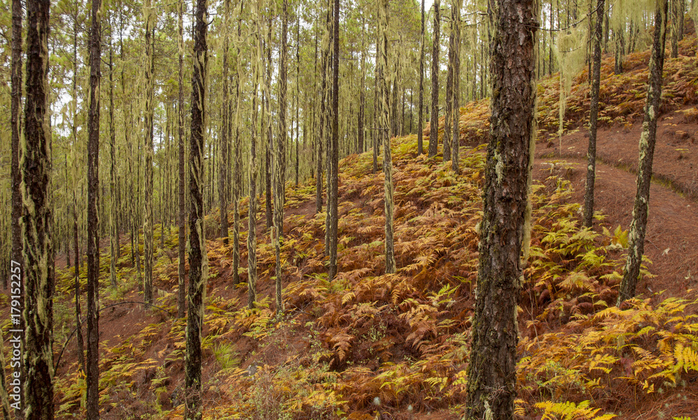 Fototapeta premium Gran Canaria, Natural Park Tamadaba