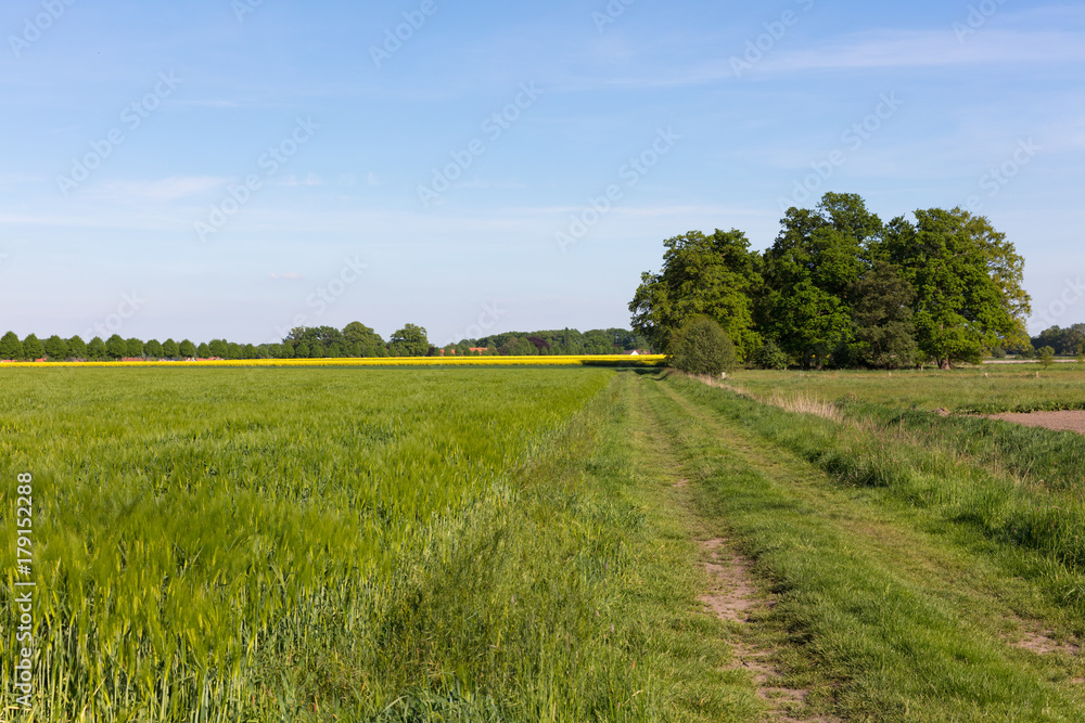 Obraz premium Feldweg im Mai