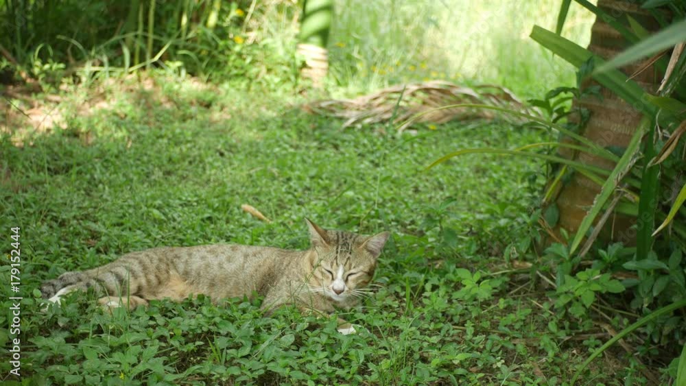 a cat is peacefully sleep under the shade of tree a cat is peacefully sleep under the shade of tree