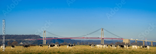 pont de Tancarville, architecture et champ de vaches, Eure, Normandie photo