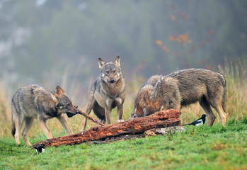 Wandcirkels Wolf Grijze wolf in alerte blik  © Piotr Krzeslak